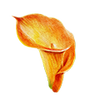 Calla