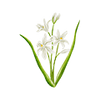 Vårblomster