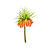 Vårblomster
