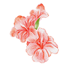 Gladioler