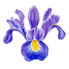 Vårblomster