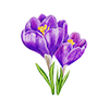Vårblomster