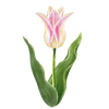 Tulipaner