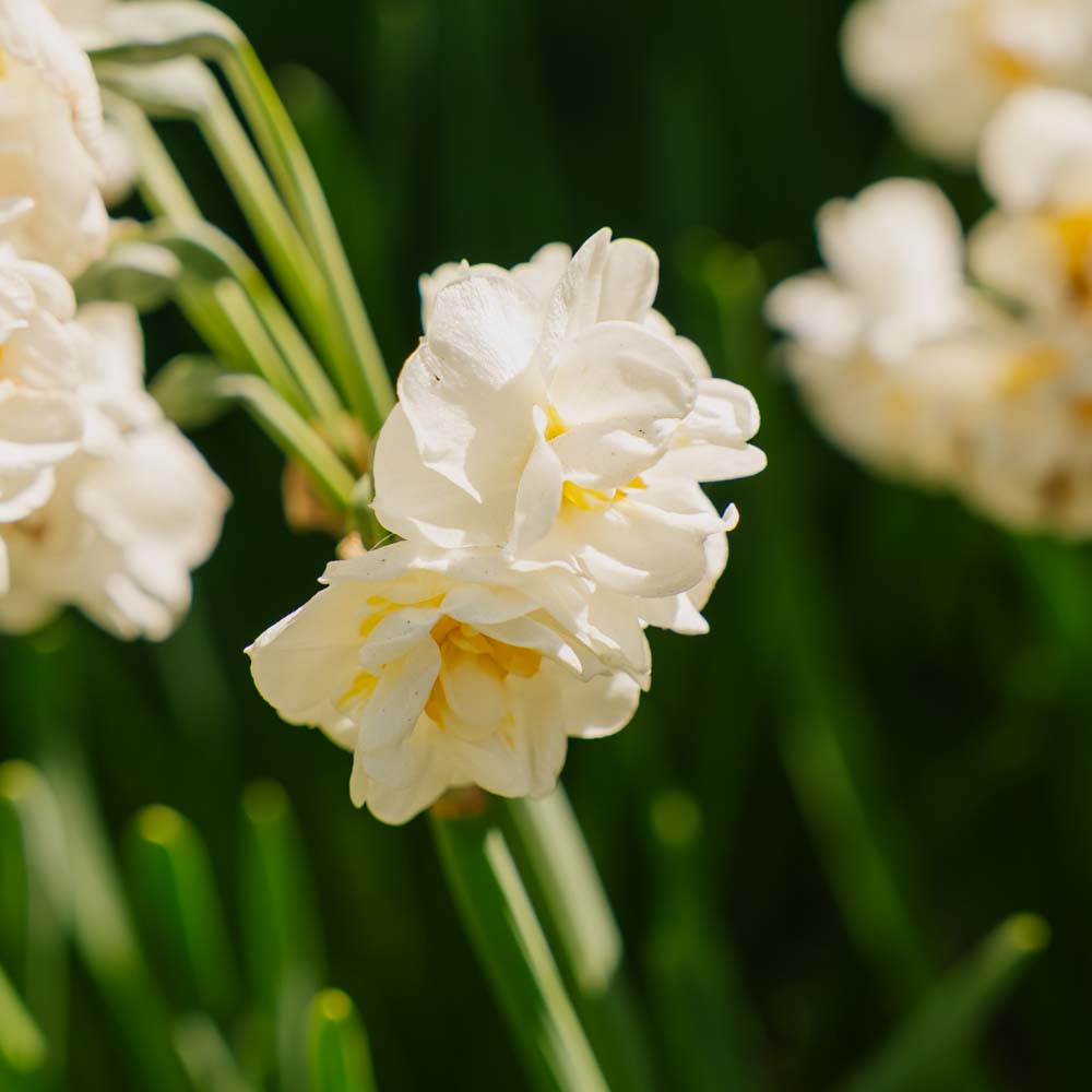 Narcissus 'Bridal Crown'