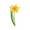 Vårblomster