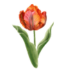 Tulipaner