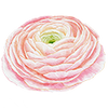 Vårblomster