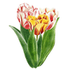 Tulipaner