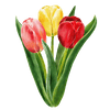 Tulipaner