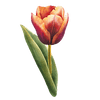 Tulipaner