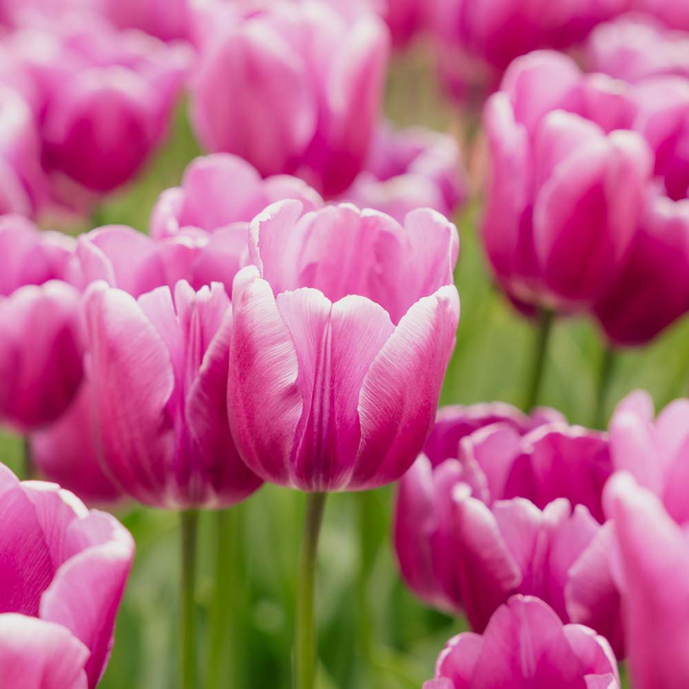 Tulipan 'Purple Prince'