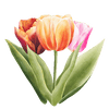 Tulipaner