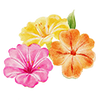 Mirakelblomst