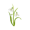 Vårblomster