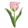 Tulipaner