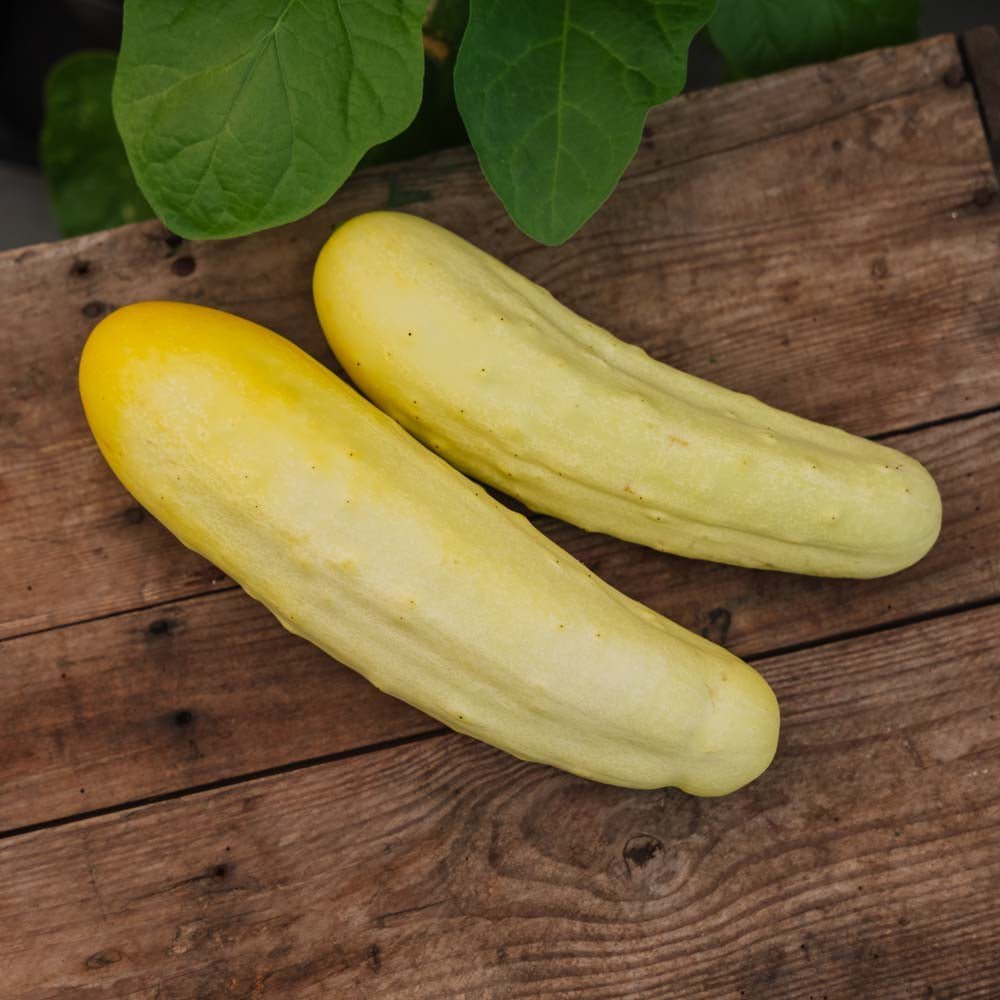 Agurk frø 'Gele Tros' - 10 Økologiske Frø