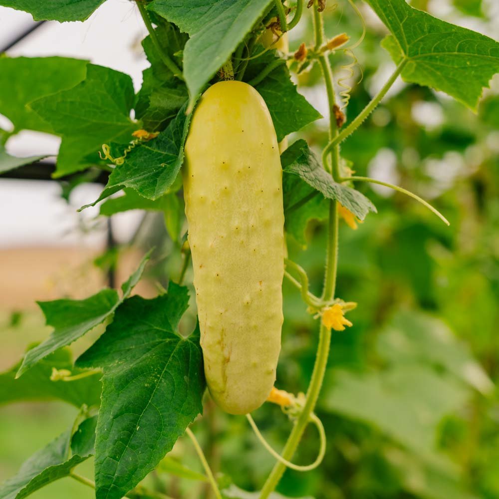 Agurk frø 'Gele Tros' - 10 Økologiske Frø
