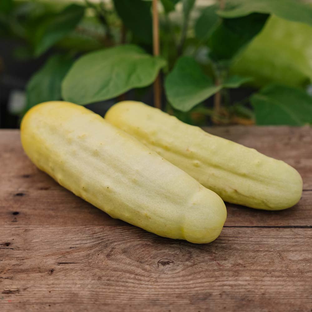 Agurk frø 'Gele Tros' - 10 Økologiske Frø