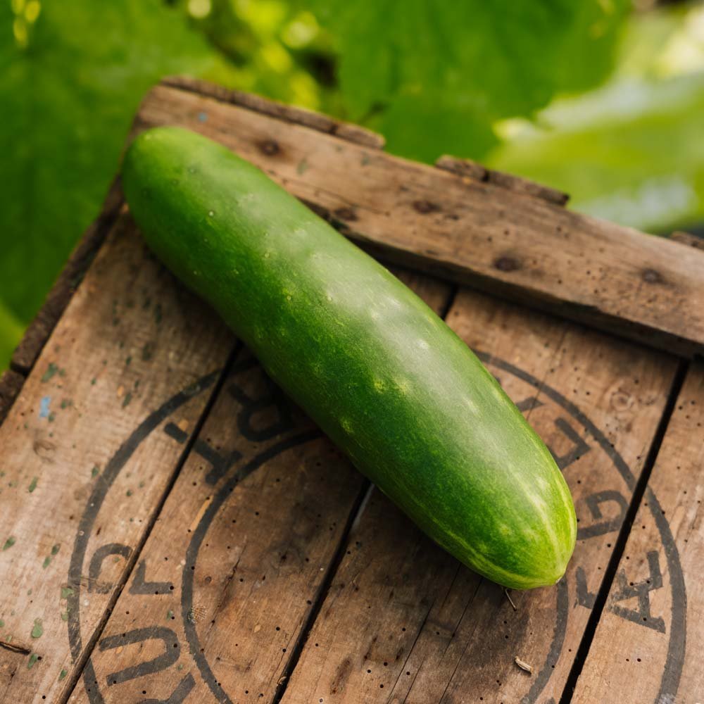 Agurk frø 'Tanja' - 10 Økologiske Frø