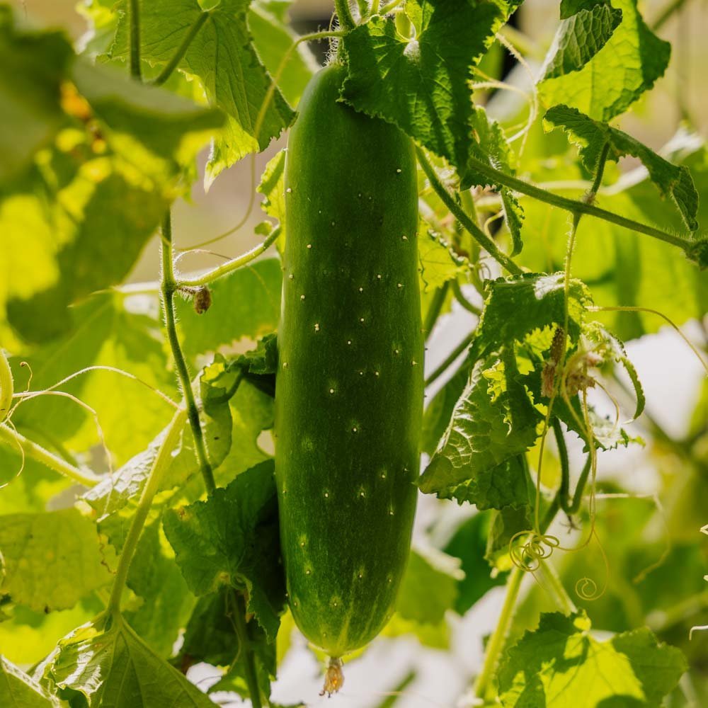 Agurk frø 'Tanja' - 10 Økologiske Frø