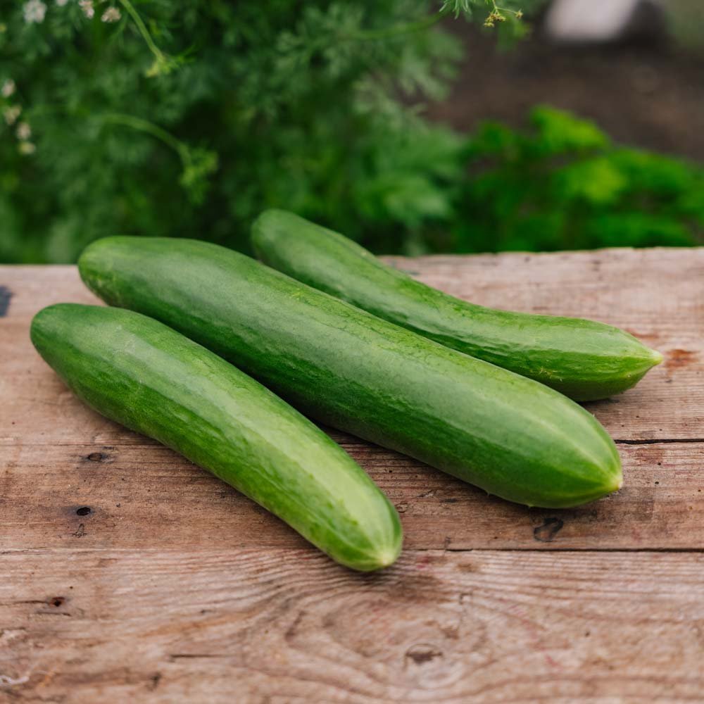 Agurk frø 'Telegraph Improved' - 10 Økologiske Frø