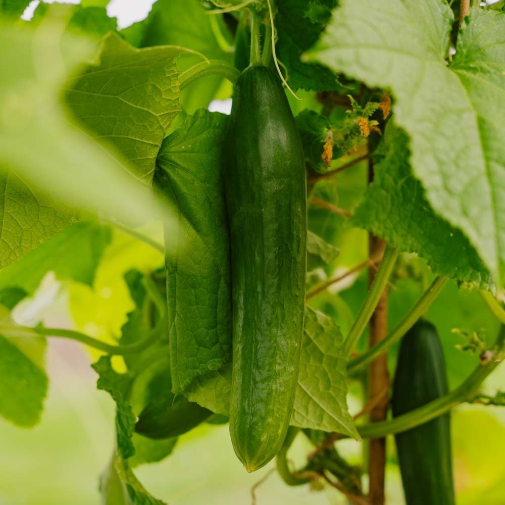 Agurk frø 'Telegraph Improved' - 10 Økologiske Frø