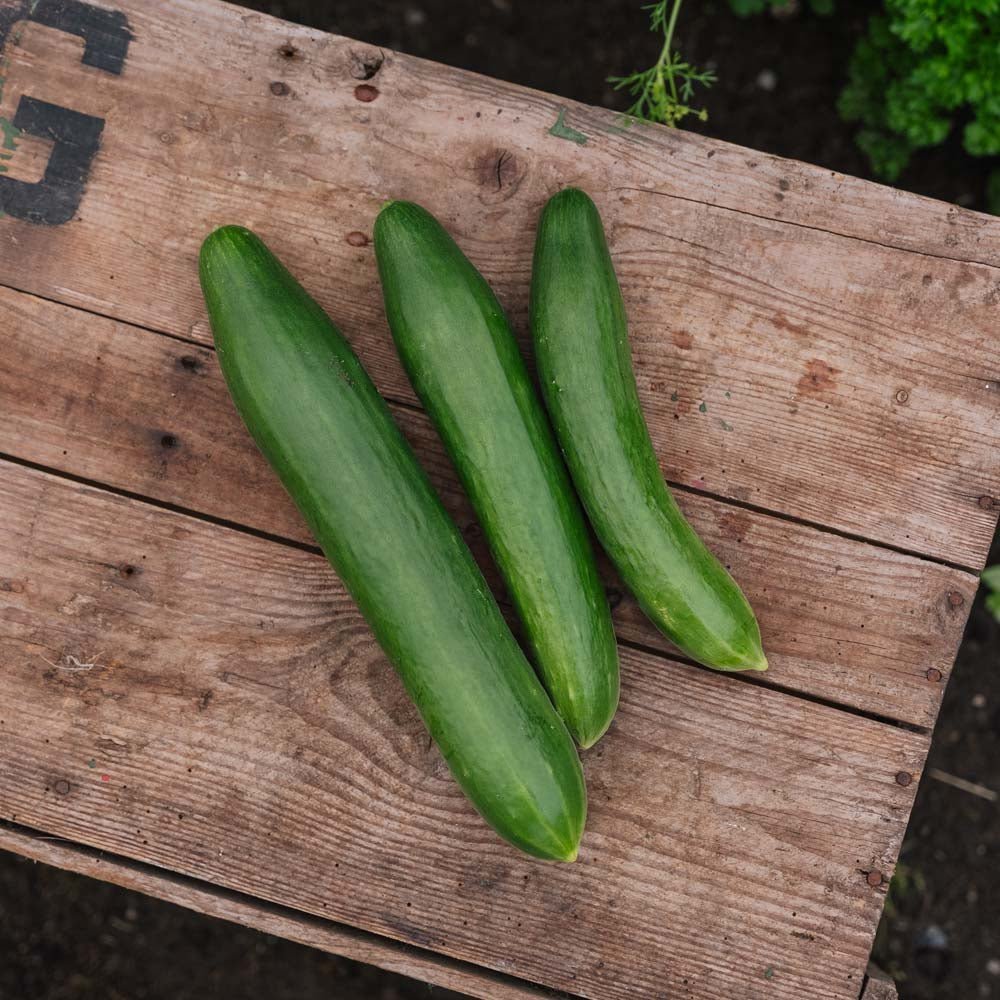 Agurk frø 'Telegraph Improved' - 10 Økologiske Frø