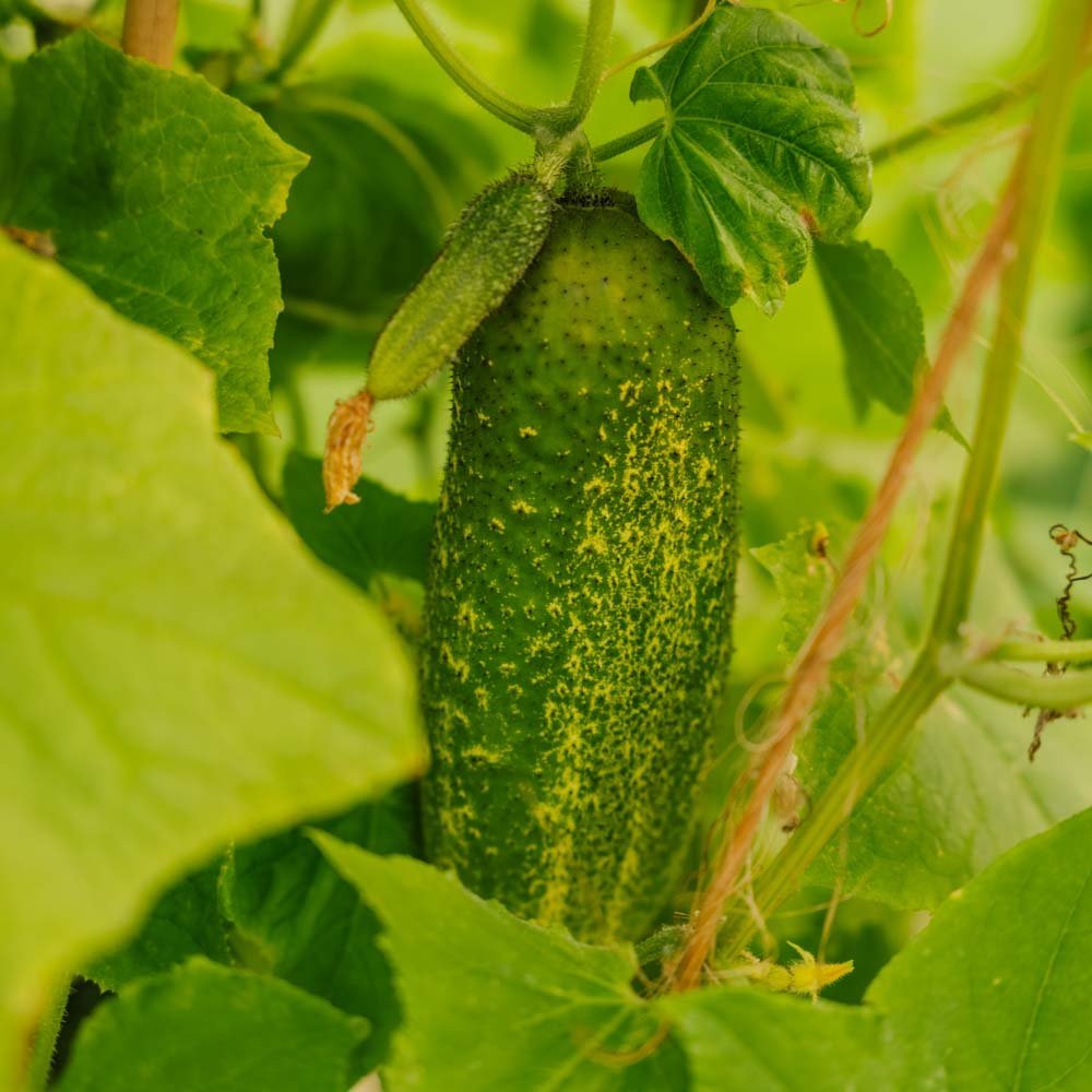 Agurk frø 'Vorgebirgstrauben' - 10 Økologiske Frø