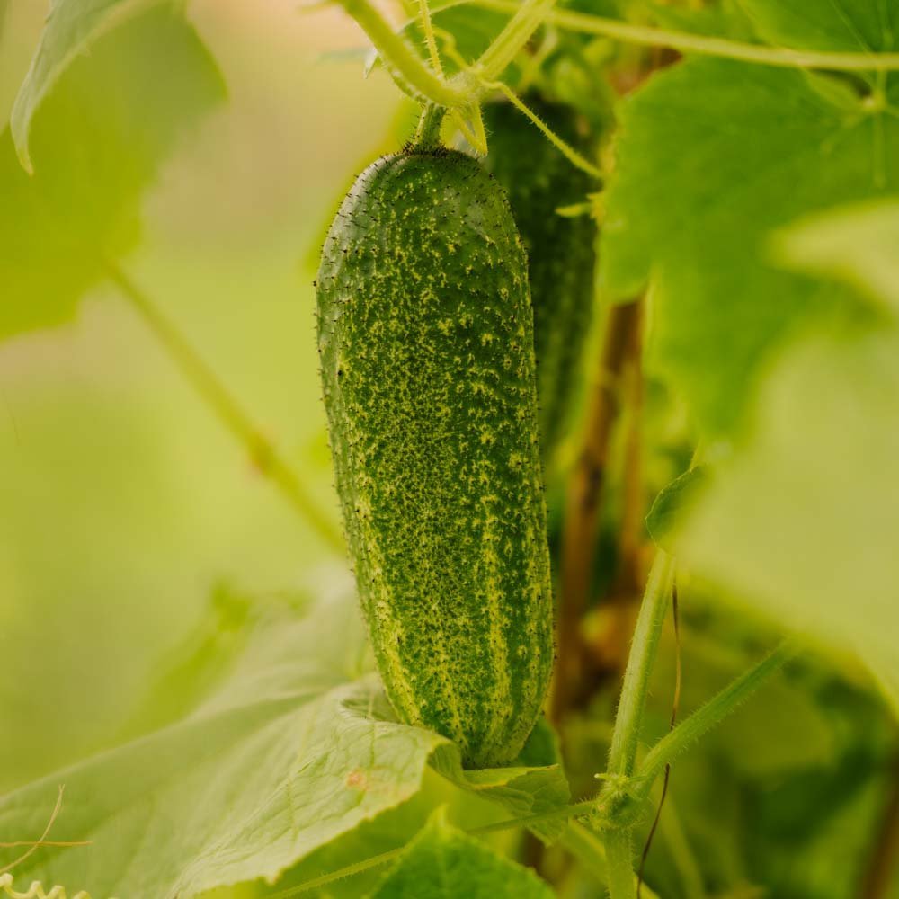 Agurk frø 'Vorgebirgstrauben' - 10 Økologiske Frø