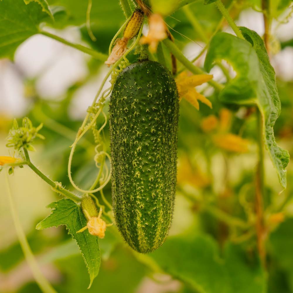 Agurk frø 'Vorgebirgstrauben' - 10 Økologiske Frø