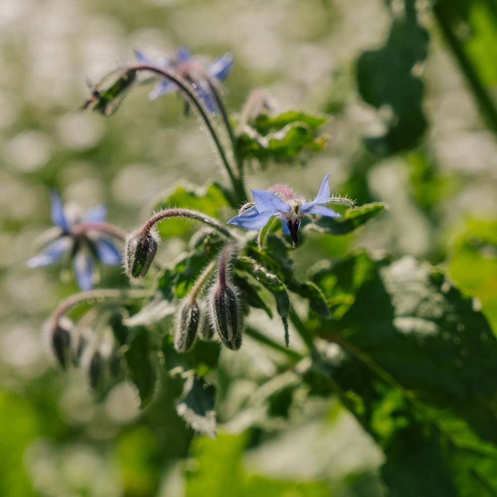 Agurkurt frø - 50 Økologiske Frø