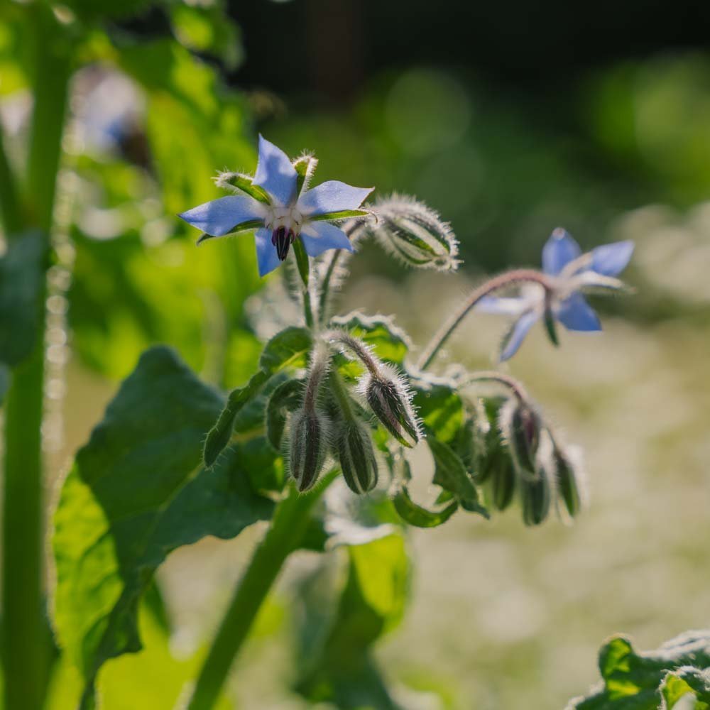 Agurkurt frø - 50 Økologiske Frø