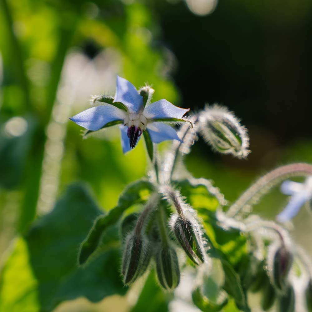 Agurkurt frø - 50 Økologiske Frø