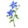 Blomsterfrø