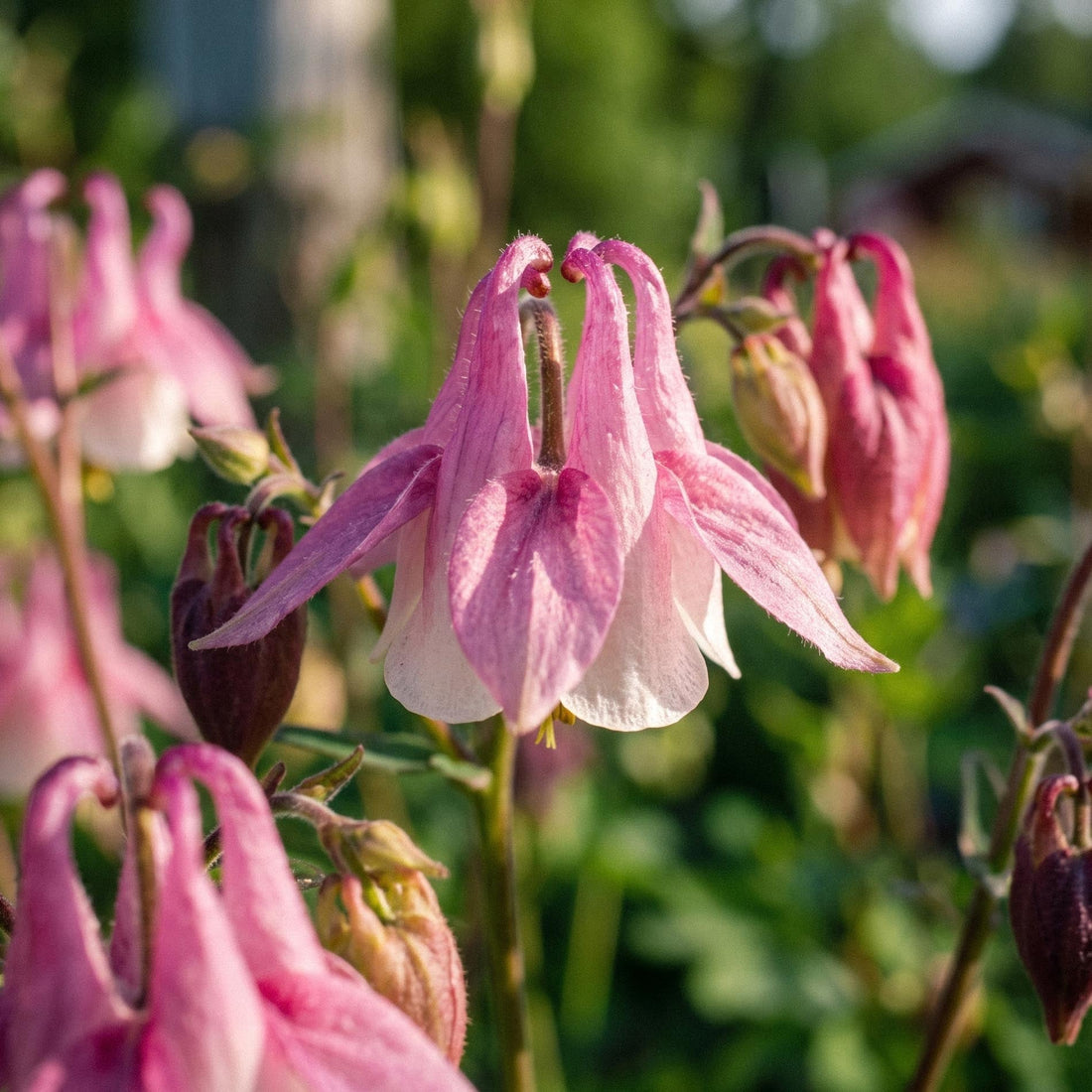 Akeleie frø 'Columbine' - 100 Økologiske frø