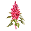 Blomsterfrø