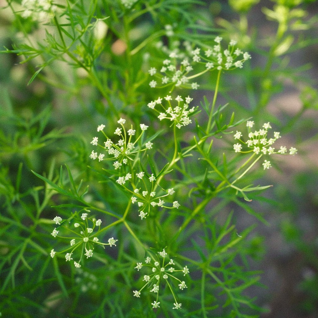 Anis frø - 200 Økologiske Frø