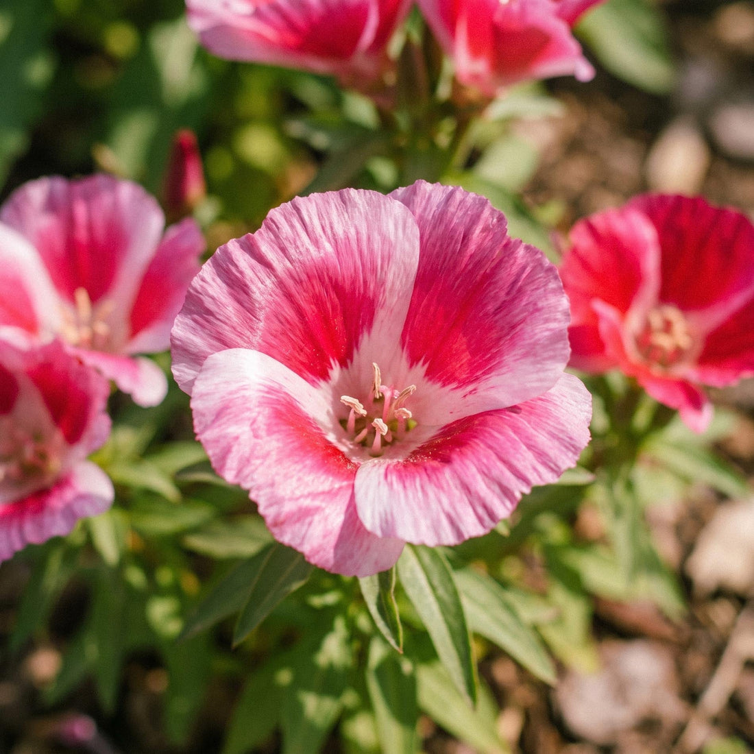 Atlasblomst frø 'Godetia' - 200 Økologiske frø