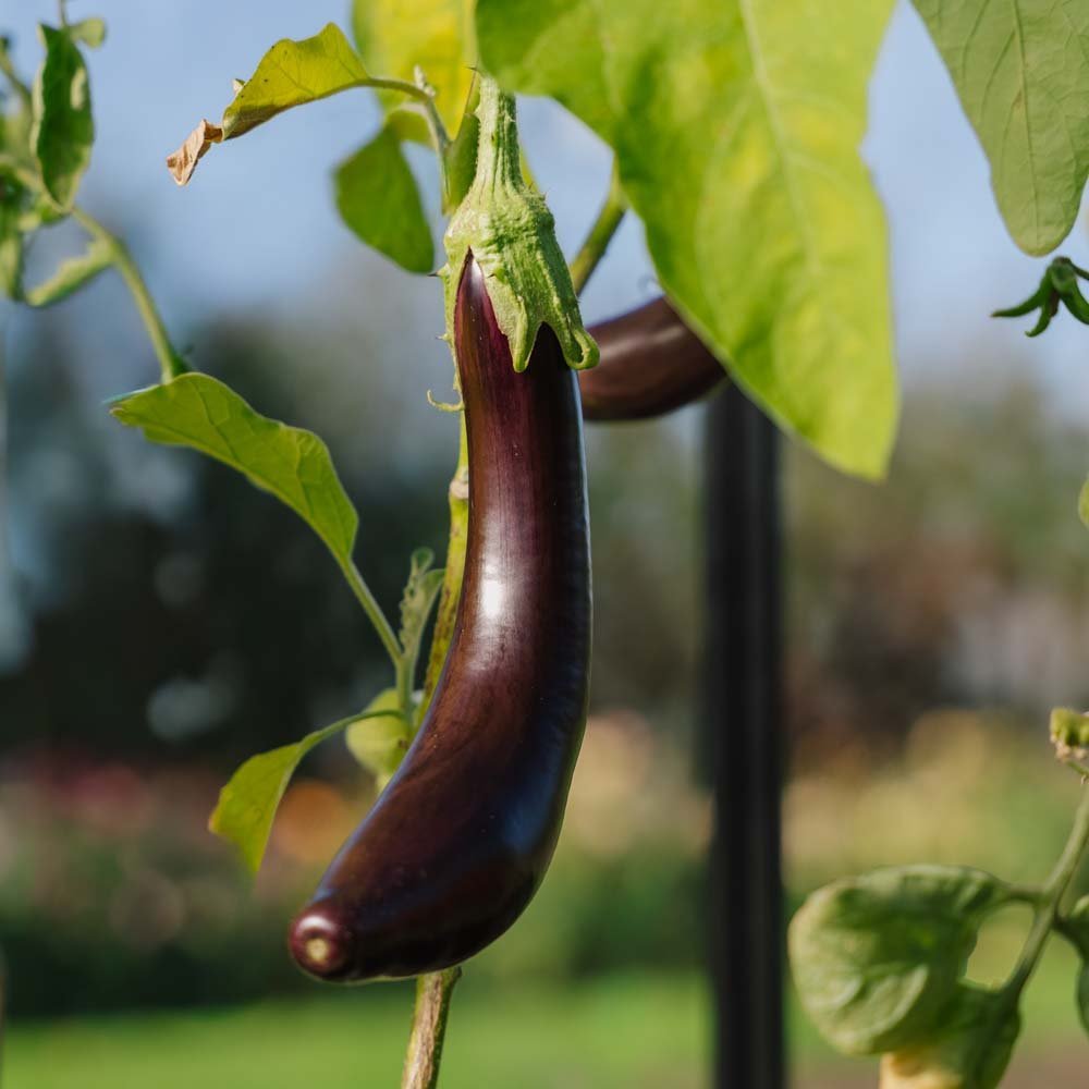 Aubergine frø 'Violetta Lunga 3' - 20 Økologiske Frø