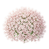 Urter frø