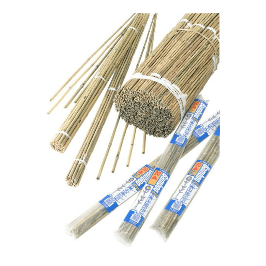 Bambuspinner bunt, L 60 cm, 20 stk.