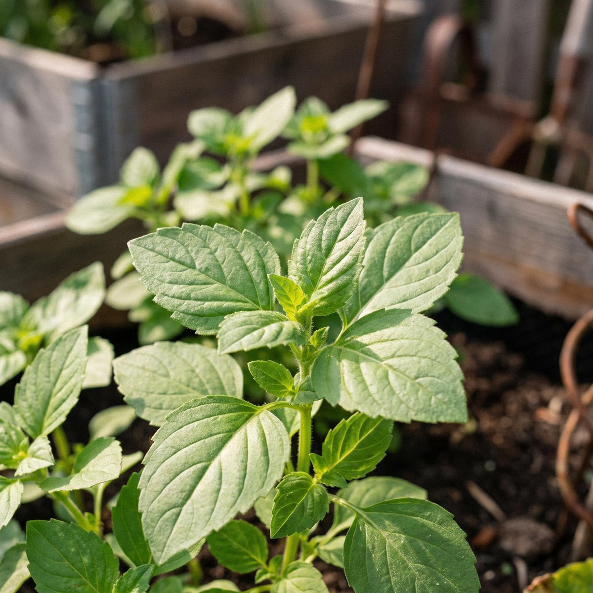 Basilikumfrø 'Holy Basil' - 100 Økologiske frø