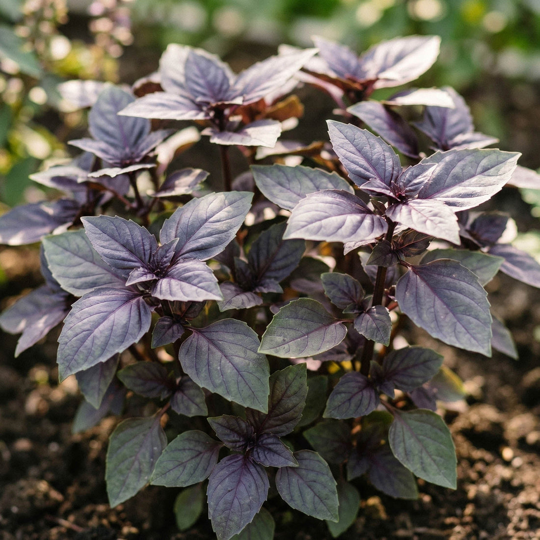 Basilikumfrø 'Red basil' - 180 Økologiske frø