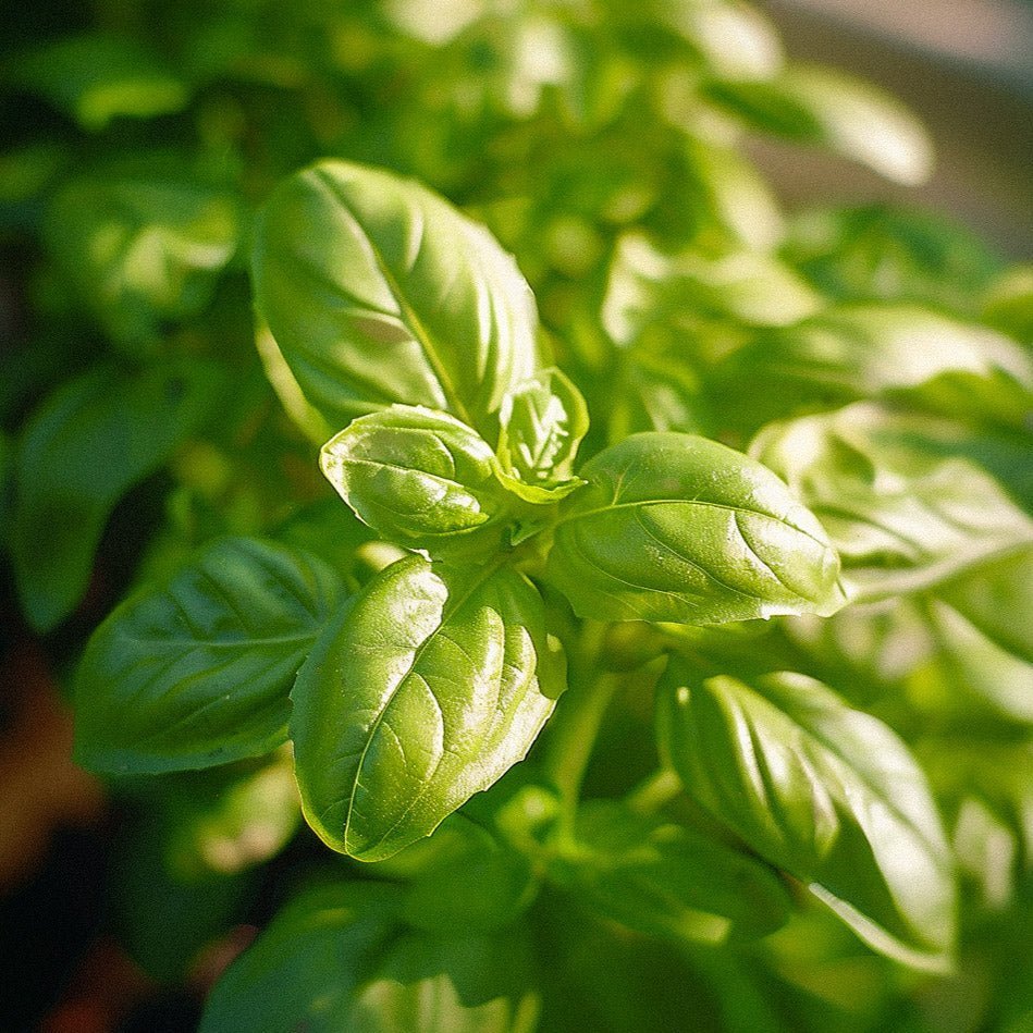Basillikumfrø 'Genovese' - 200 Økologiske frø