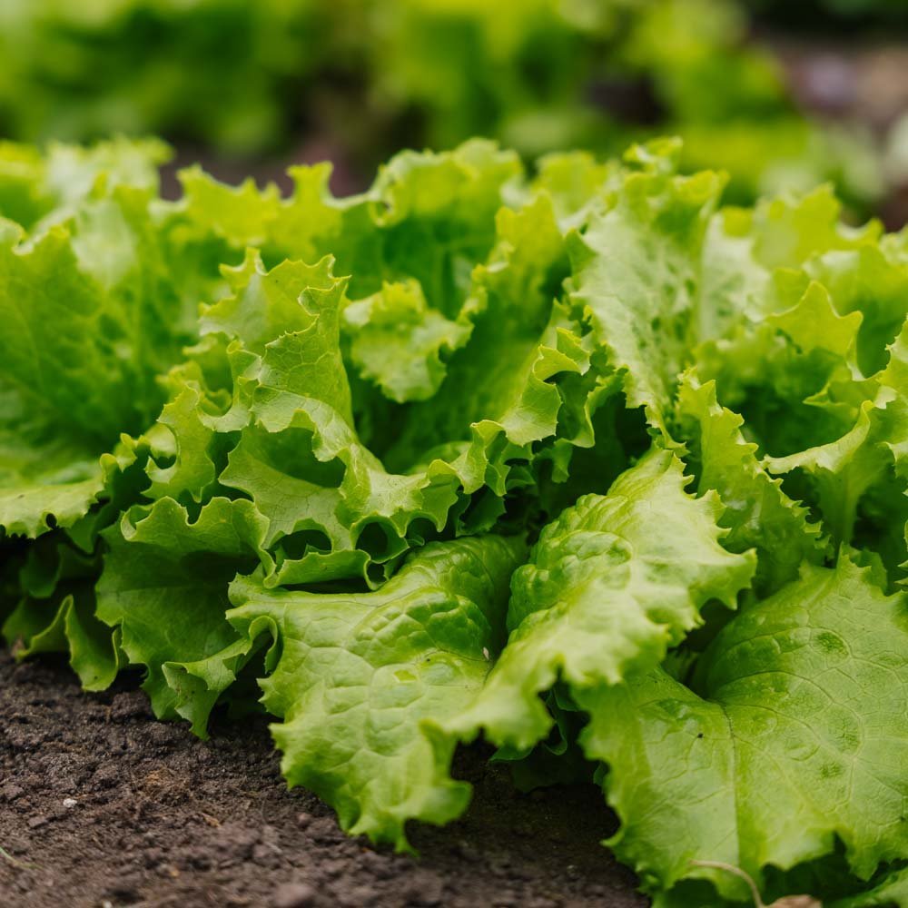 Batavia salat frø 'Blonde de Paris' - 200 Økologiske Frø