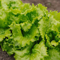 Batavia salat frø 'Blonde de Paris' - 200 Økologiske Frø