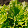 Bataviasalat frø 'Maravilla de Verano' - 200 Økologiske Frø