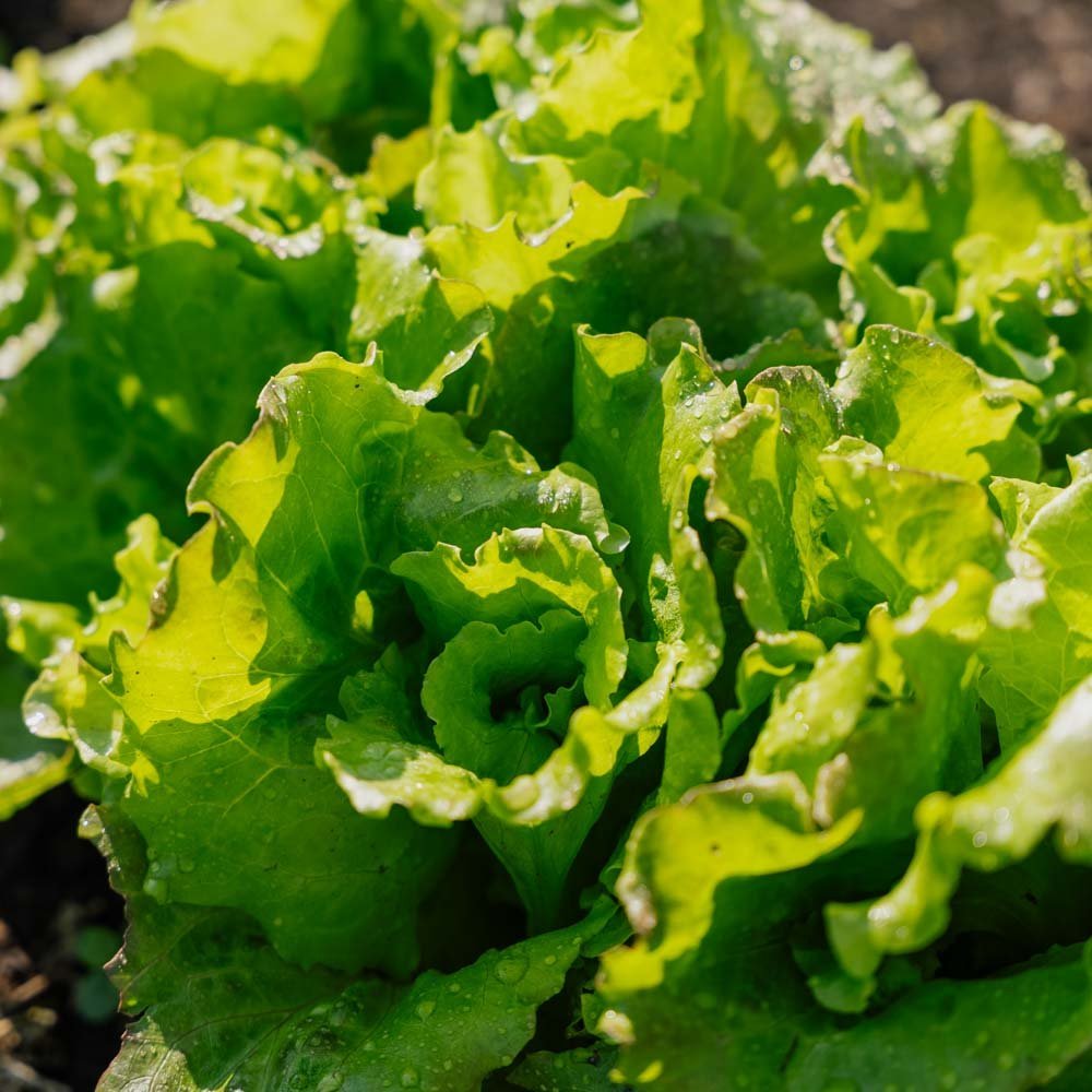 Bataviasalat frø 'Maravilla de Verano' - 200 Økologiske Frø