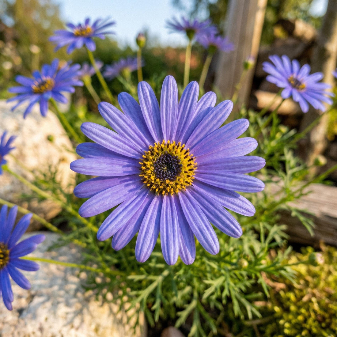 Blåstråle frø 'Swan River Daisy' - 150 Økologiske frø