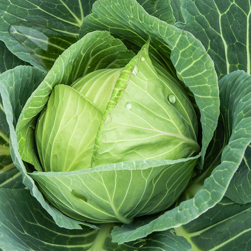 Blomkål frø 'Langedijker Bewaar' - 50 Økologiske Frø